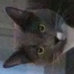 Meet your Posher, Jake